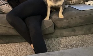 Cooper the Frenchie Humping the Couch