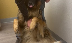 Dog Needs Dad to Hold Her at the Vet