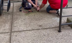 Squirrel Rescue From Milkshake Cup