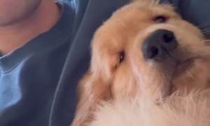 Golden Retriever Puppy Gets Hiccups