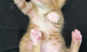 Sweet Dreams Little Kitten