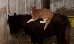 Orange Cat And His Pony Friend