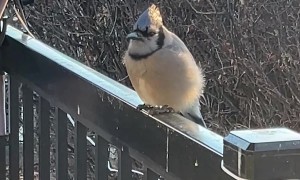 Seeing Bird Song Breath On Chilly Morning