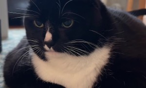 Telling Cat a Corny Joke About Fancy Feasts