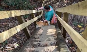 Corgi Struggles With Steep Trail Stairs