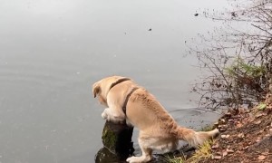 Golden Retriever Struggles To Stand On Stump
