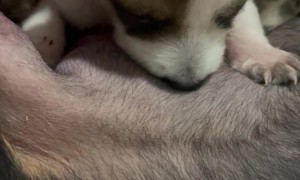 Puppy Puts Mom Through a Hard Time