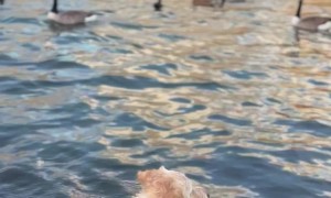 Dog Saves Pup From Incoming Bird