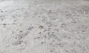 Cat Toys With Caught Mouse