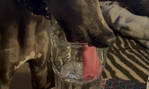 Thirsty Whippet