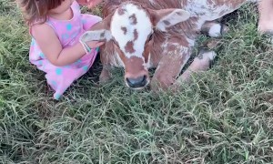 Little Girl Loves Her Calf