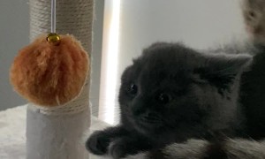 Kitten Learns Quickly To Leave Brother's Tail Alone
