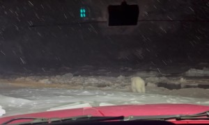 Polar Bear Chases a Dog