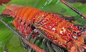 Hot Oil Turns Lobster Orange