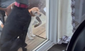 Dramatic Dog Fakes a Limp for Attention