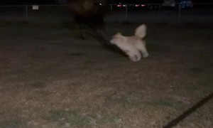 Moose Hops Fence and Plays With Dog