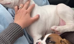 Puppies Form a Scratching Chain