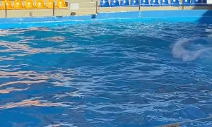 Trainer Expertly Flipped By Dolphins