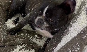 Bulldog Destroys Bean Bag Chair
