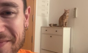 Cat Calmly Knocks Down Phone