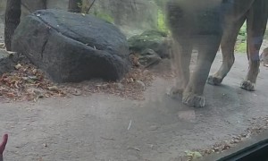 Lion Chuffs Make Great Beat For Dancing Toddler