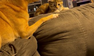 Dog Is Very Pleased With New Kitten Friend