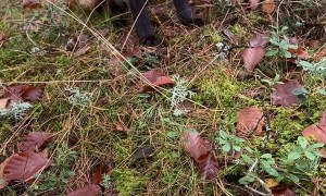 Hand Feeding Peanuts to a Wild Fox