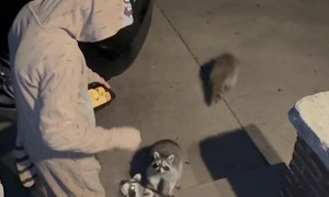 Raccoon Trick-or-Treat