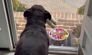 Belly-Dancing Dog Excited for Trick-or-Treaters
