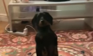 Weiner Dog Makes Movie Night Awkward