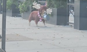 Bulldog in a Reindeer Costume Walks Through Downtown Chicago