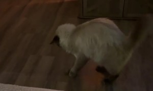 Fearless Floof Encounters a Piece of Paper