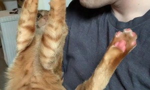 George the Cat Steals My Glasses