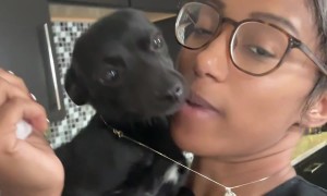 Clingy Dog Wants To Wear Necklace Too