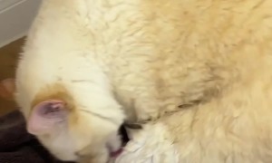 Preparing for War (Giving My Cat a Bath)