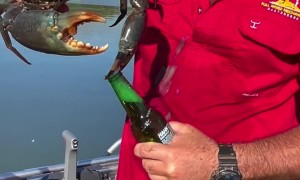 Crab Opens a Bottle of Beer