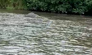 Passing By a Massive Crocodile in Indonesia