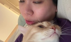 Cat Sings Along With Owner's Acoustic Showtune