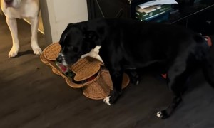 Dog Offended By Owner Spreading His Eating Habit Business