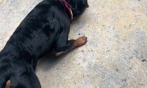 This Is Who I Chose to Protect the House