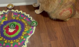 Ginger Cat Thought It’s Holi and Not Diwali