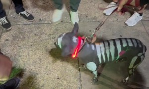 Dog Painted as the Xoloitzcuintli From Mictlan