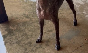 Dog Loves Drinking Out of a Hose