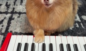 Dog Plays Song About Her New Baby Brother