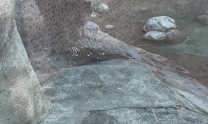Brown Bear Sneak Attack at the Zoo