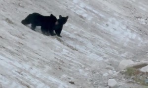 Momma Bear With Her Two Cubs