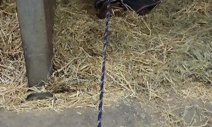 Horse Just Wants to Sleep