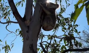 Farmer Finds Koala Crouched On Tractor