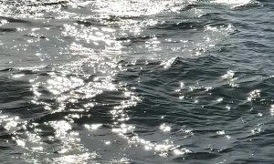 Harbor Seal Seeks Refuge From Hunting Orca Pod