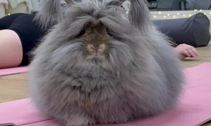 Cutest Fluffiest Bunny Ever at Bunny Yoga